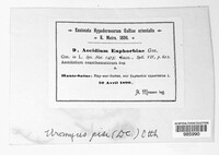 Endophyllum euphorbiae-sylvaticae image